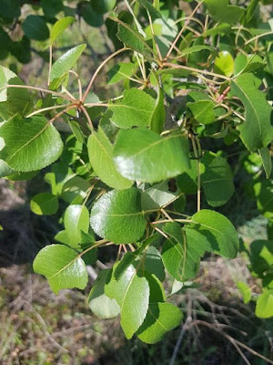 Груша сердцевидная (Pyrus cordata)