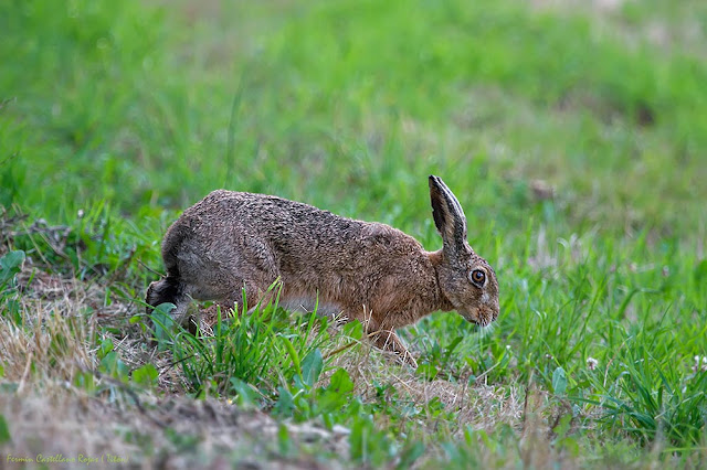 Liebre europea (Lepus europaeus)