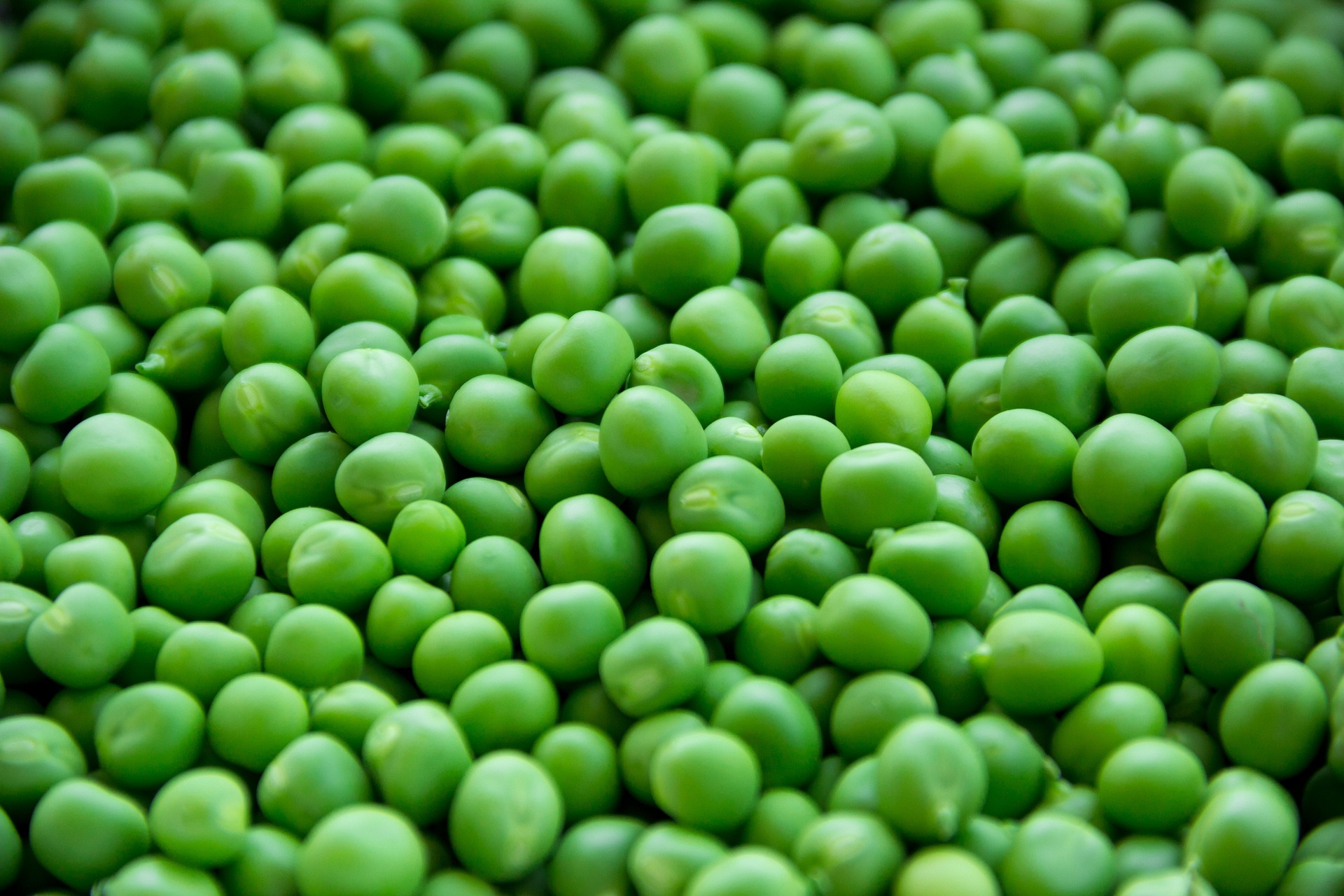 Green Peas: The Tiny Powerhouses Packed with Profitable Nutritional Benefits!