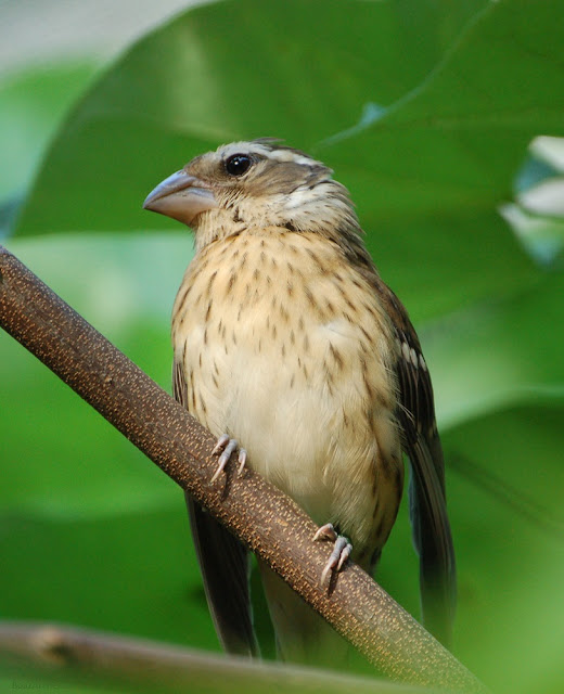 A female rose-breasted grosbeak perches. Unlike a male, she has no red feathers.