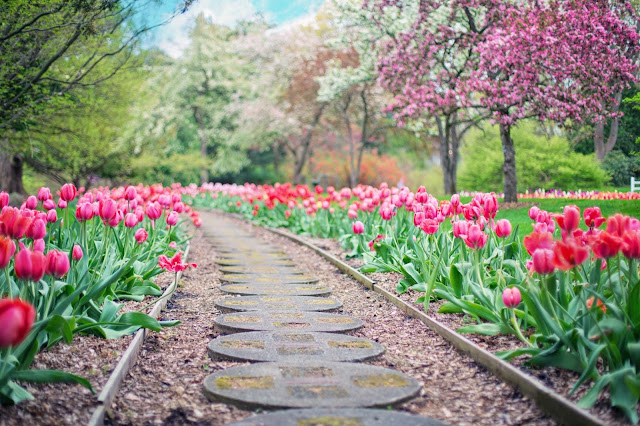 pretty pink tulip path