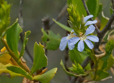 Thick-leaved Fanflower (Scaevola crassifolia