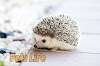  Why No One Talks About Are Hedgehogs Good Pets Anymore