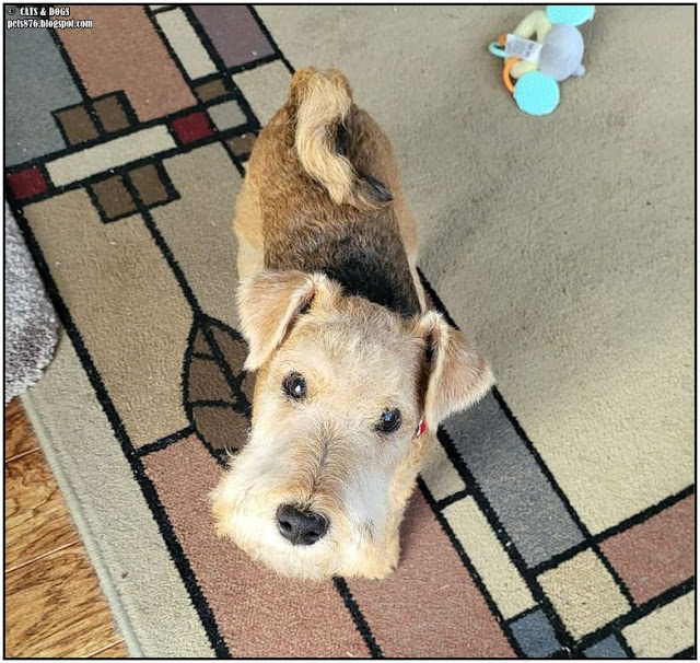 lakeland terrier