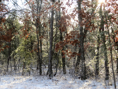 sun on icy trees