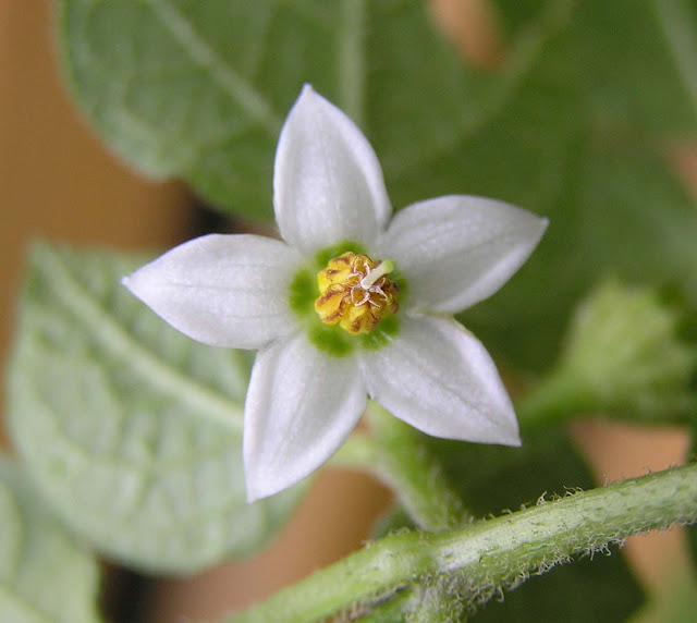 Lycianthes biflora