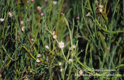 flora pampeana