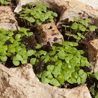 Basil seedlings 2 days after germination