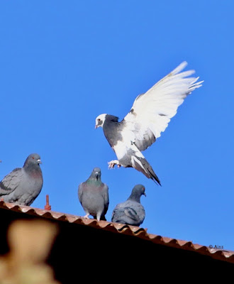 Rock Pigeon