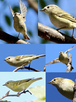 Hume's Warbler - winter visitor