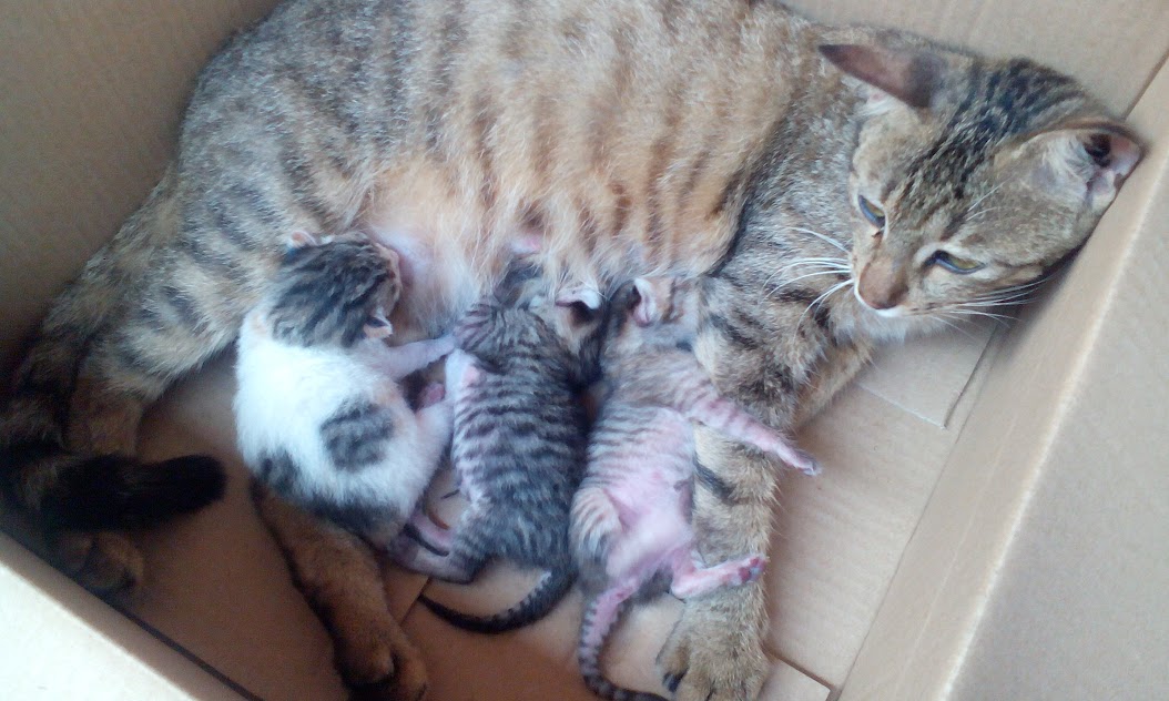 Meowlog Bagaimana Menjaga Anak Kucing Yang Baru Lahir How
