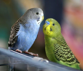 Parakeet as pet for bird lover begginer