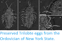 https://sciencythoughts.blogspot.com/2017/01/preserved-trilobte-eggs-from-ordovician.html