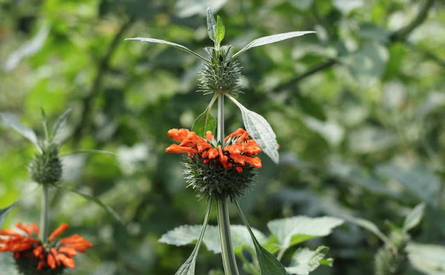 Lions Ear Flowers Pictures