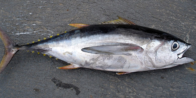 Ikan Tuna | Jenis Ikan Yang Mengandung Protein Tinggi