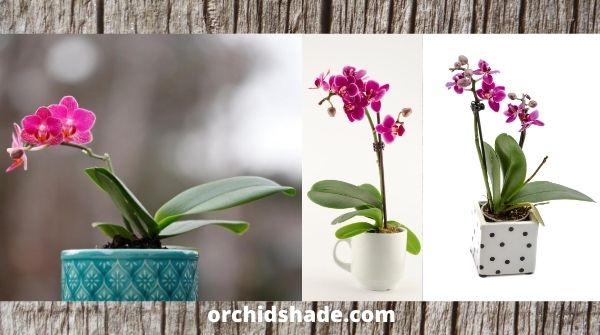 Mini-Orchid | Bonsai orchid