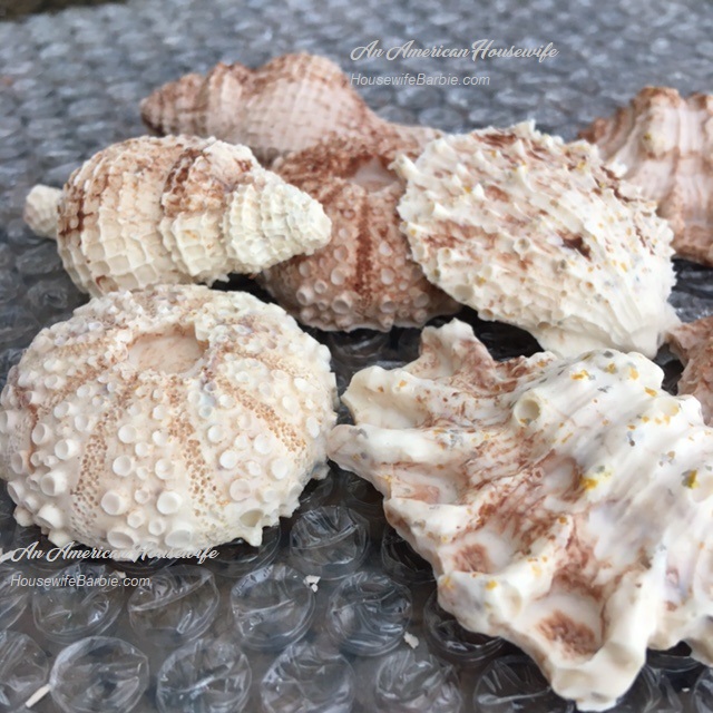 Chocolate Seashells - edible chocolate shells