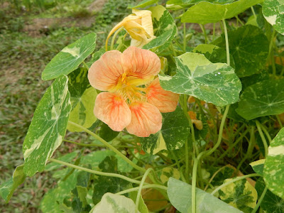 斑葉金蓮花的花