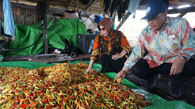 Poktan Mitra Tani Segedong Panen 700 Kg Cabai