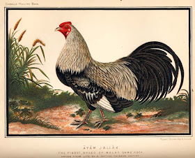 Malay Game Cock