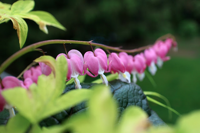 The Impatient Gardener Garden Appreciation Week 5 (Ligularia, Hakonechloa, bleeding heart, allium)