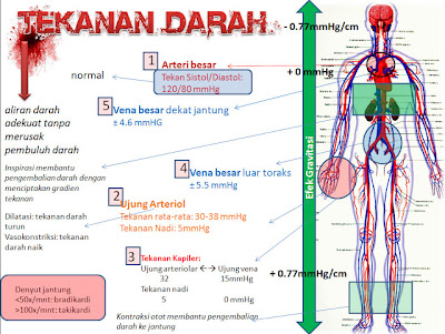 Pengetahuan Tekanan Darah Pada Manusia