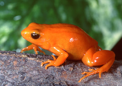 frogs,amphibians,reptiles,mantella