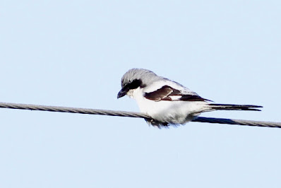 Great Gray Shrike