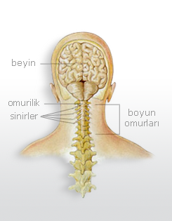 omurilik sinirler