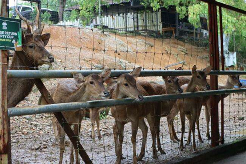 G2G Animal Farm @ MAEPS, Serdang