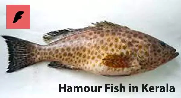 Hamour Fish in Kerala