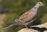 Tórtola europea. (Streptopelia turtur)