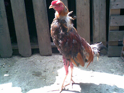 buen gallo jugado espectacular en cambio de plumaje disponible