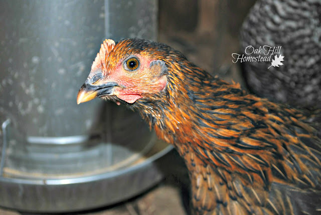 Brown and gold hen in front of a chicken feeder
