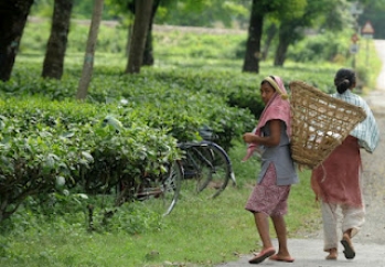NHRC urged to help starving tea garden workers