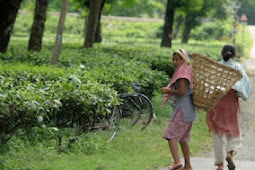 NHRC urged to help starving tea garden workers