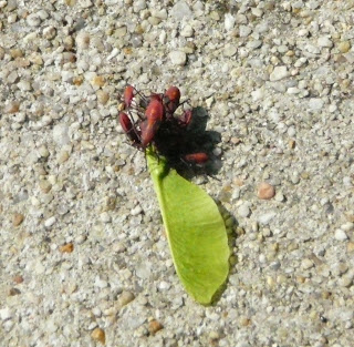 bugs on maple seed