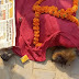 गाजीपुर में करंट लगने से लंगूर की मौत, शव यात्रा निकालकर दफनाया
