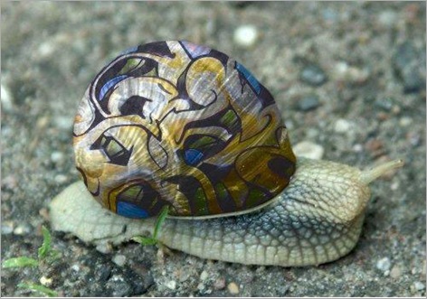 snail gaffiti 04