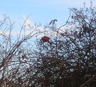 cardinal