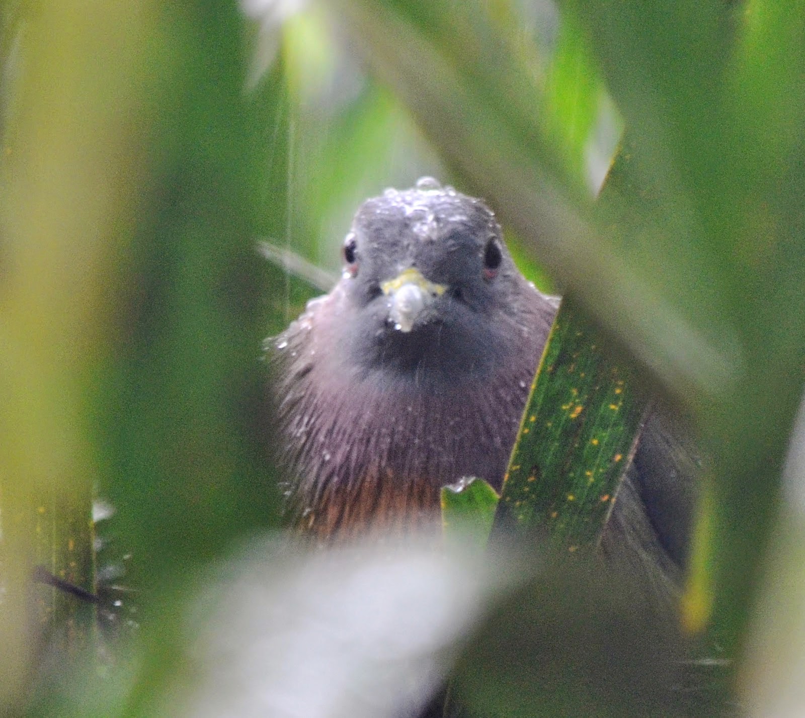 rain+birds+(3)