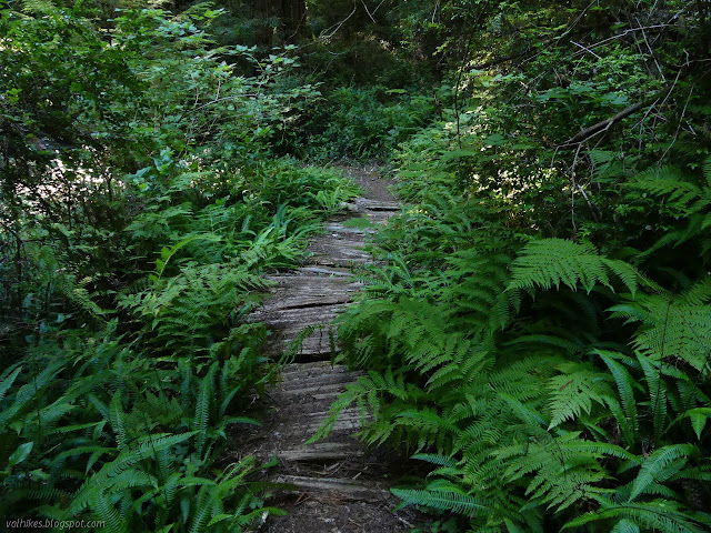 old planks keeping hikers out of the mud