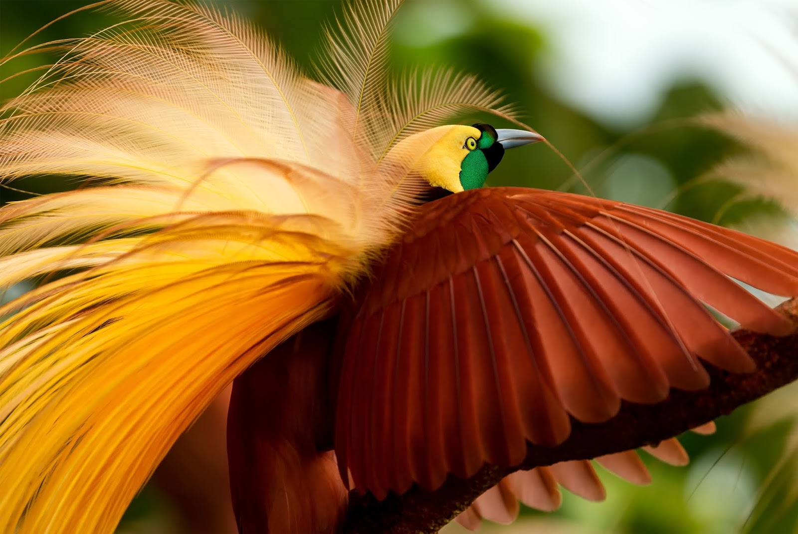 30 Gambar  Kartun  Burung  Cendrawasih  Kumpulan Gambar  Kartun 