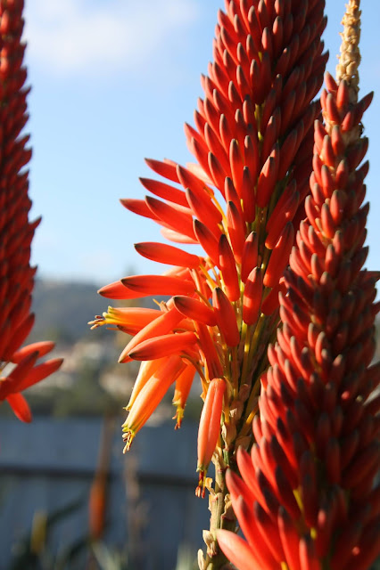 Aloe mutabilis flower close up