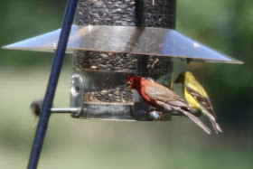 House finch (red) Goldfinch (yellow)