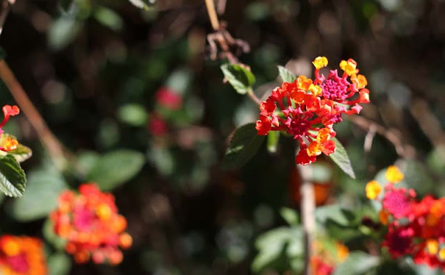 Lantana Flowers Pictures