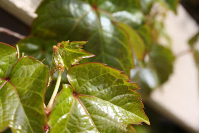 (Weeping Cherry Blossom