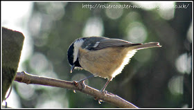 Coal tit looking for food
