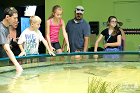 Located just southwest of Kitty Hawk on Roanoke Island is the North Carolina Aquarium. Most of the exhibits here are hands-on & encourage you to touch and interact and fully immerse yourself in the aquatic wildlife of the Outer Banks.