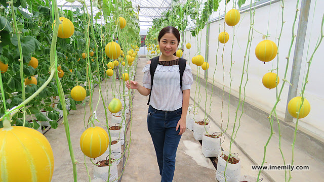 LKE Green Tech Farm Visit @ Kampung Manchis, Bentong